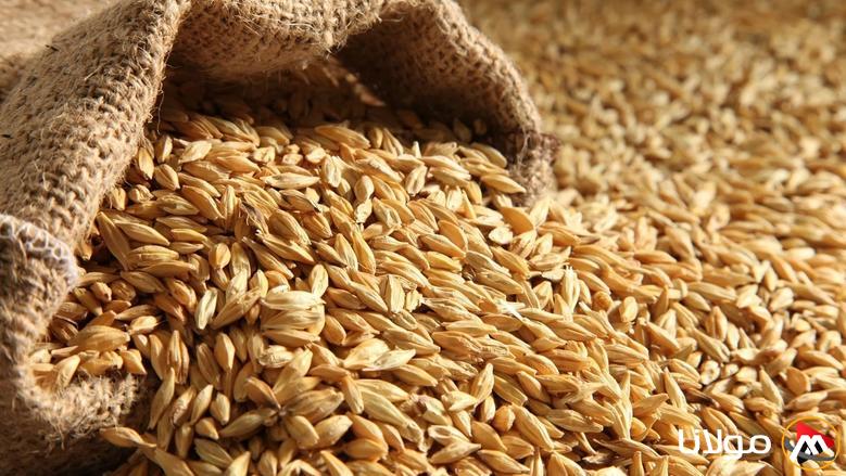 “الطن عامل كام؟” سعر الأرز الشعير اليوم الأربعاء 19 مارس 2025 في الأسواق المصرية