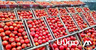 تصدير 80 ألف طن من الطماطم و70 ألف طن من البصل الطازج بقيمة 57 مليون دولار