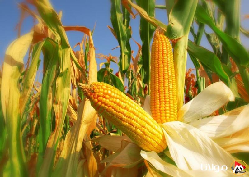 سعر طن الذرة الصفراء اليوم الثلاثاء لدى التجار.. ما هو سعر الأردب؟