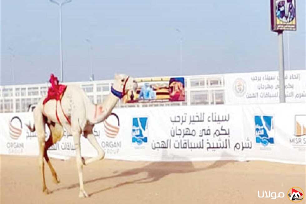 إطلاق فعاليات مهرجان سباقات الهجن في الوادي الجديد بمشاركة 100 متسابق