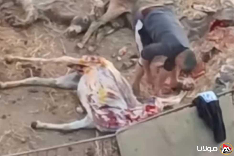 الوجبة الأخيرة: نقاش في المنوفية بعد انتشار فيديو ذبح الحمير في شبين الكوم