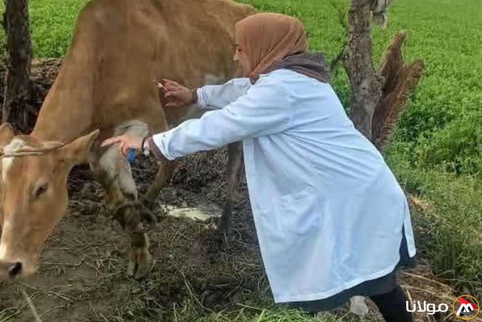 تحصين 184 ألف من الماشية ضد الحمى القلاعية والوادي المتصدع في المنطقة الشرقية