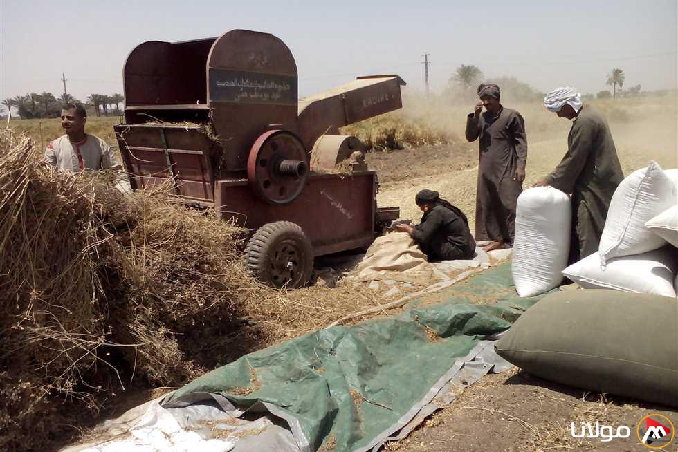 حصاد 25 ألف فدان من القمح وتوريد 44 ألف طن إلى صوامع المنيا