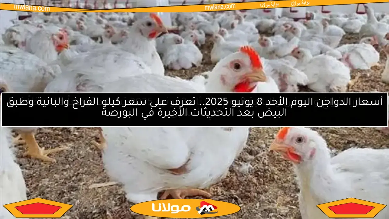 أسعار الدواجن اليوم الأحد 8 يونيو 2025.. تعرف على سعر كيلو الفراخ والبانية وطبق البيض بعد التحديثات الأخيرة في البورصة