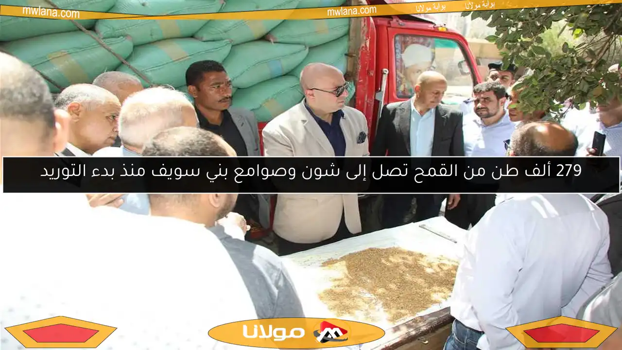 279 ألف طن من القمح تصل إلى شون وصوامع بني سويف منذ بدء التوريد