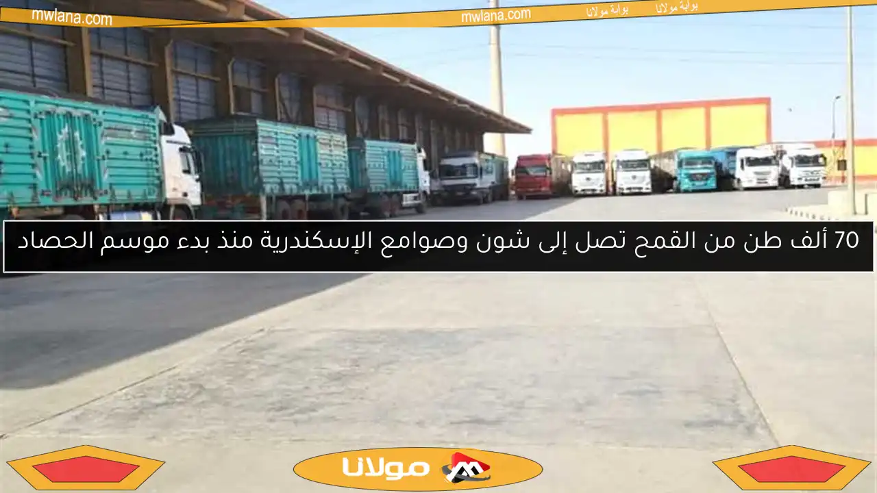 70 ألف طن من القمح تصل إلى شون وصوامع الإسكندرية منذ بدء موسم الحصاد