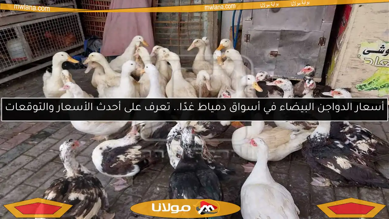 أسعار الدواجن البيضاء في أسواق دمياط غدًا.. تعرف على أحدث الأسعار والتوقعات