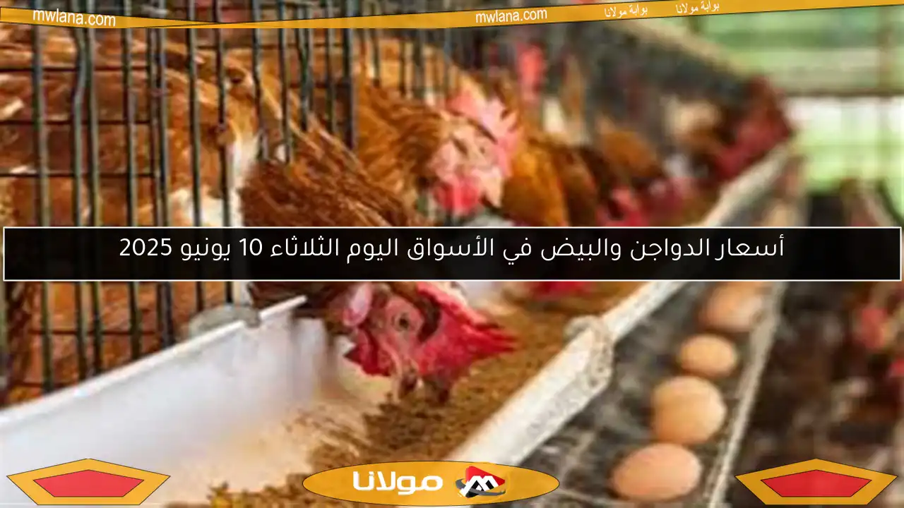 أسعار الدواجن والبيض في الأسواق اليوم الثلاثاء 10 يونيو 2025