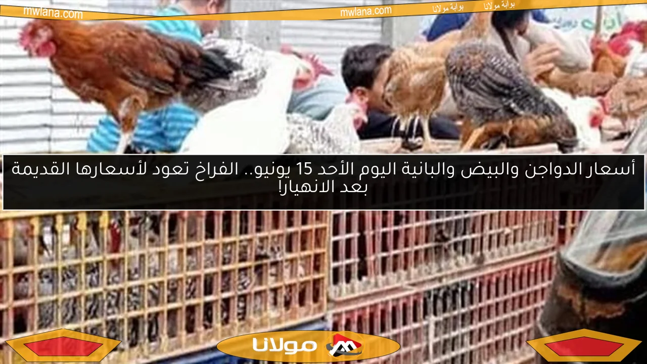 أسعار الدواجن والبيض والبانية اليوم الأحد 15 يونيو.. الفراخ تعود لأسعارها القديمة بعد الانهيار!