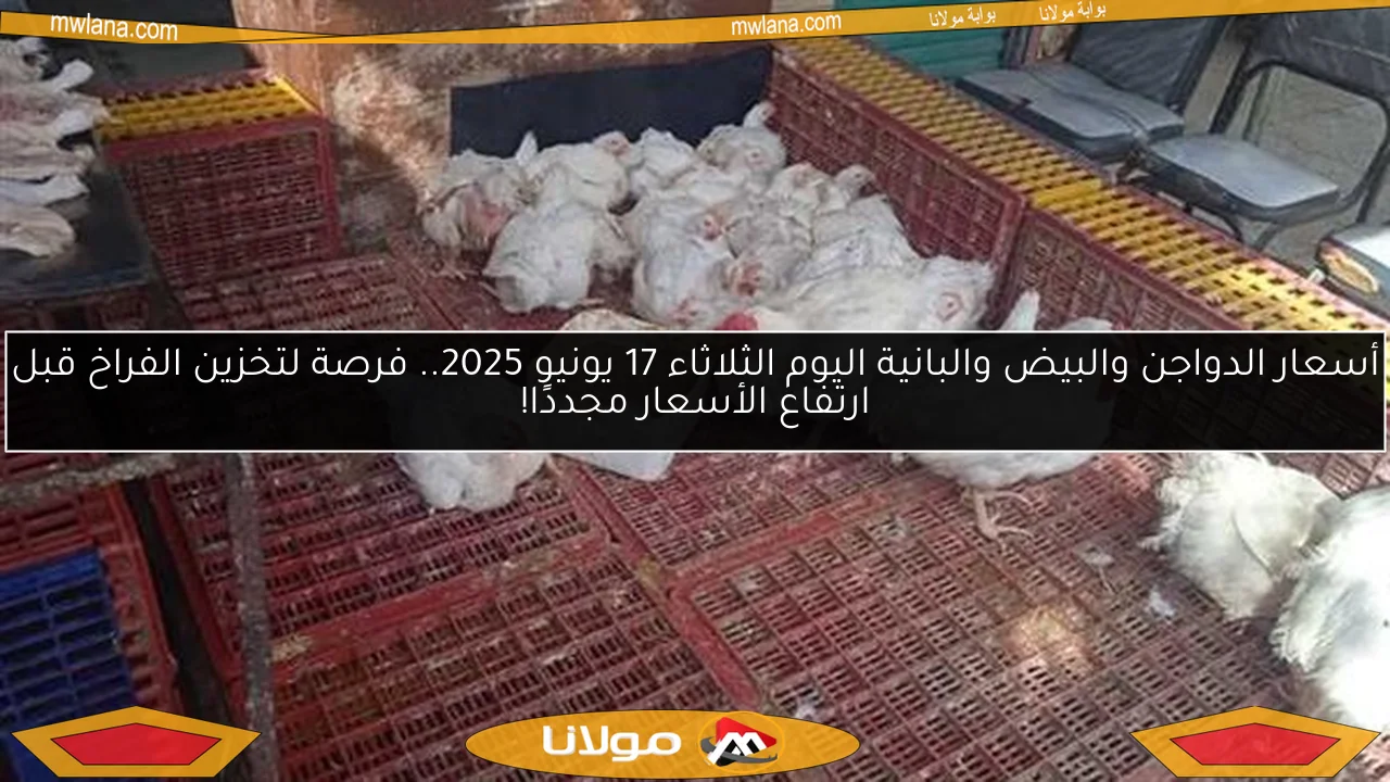 أسعار الدواجن والبيض والبانية اليوم الثلاثاء 17 يونيو 2025.. فرصة لتخزين الفراخ قبل ارتفاع الأسعار مجددًا!