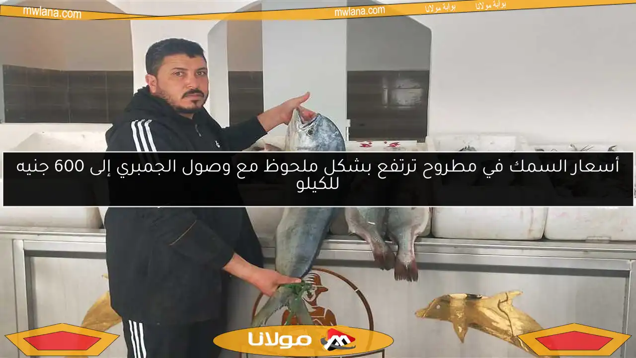أسعار السمك في مطروح ترتفع بشكل ملحوظ مع وصول الجمبري إلى 600 جنيه للكيلو