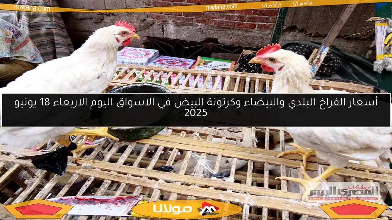 أسعار الفراخ البلدي والبيضاء وكرتونة البيض في الأسواق اليوم الأربعاء 18 يونيو 2025