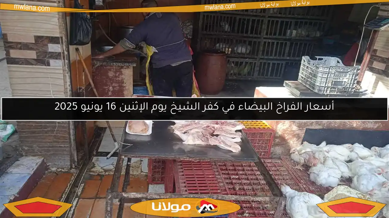 أسعار الفراخ البيضاء في كفر الشيخ يوم الإثنين 16 يونيو 2025