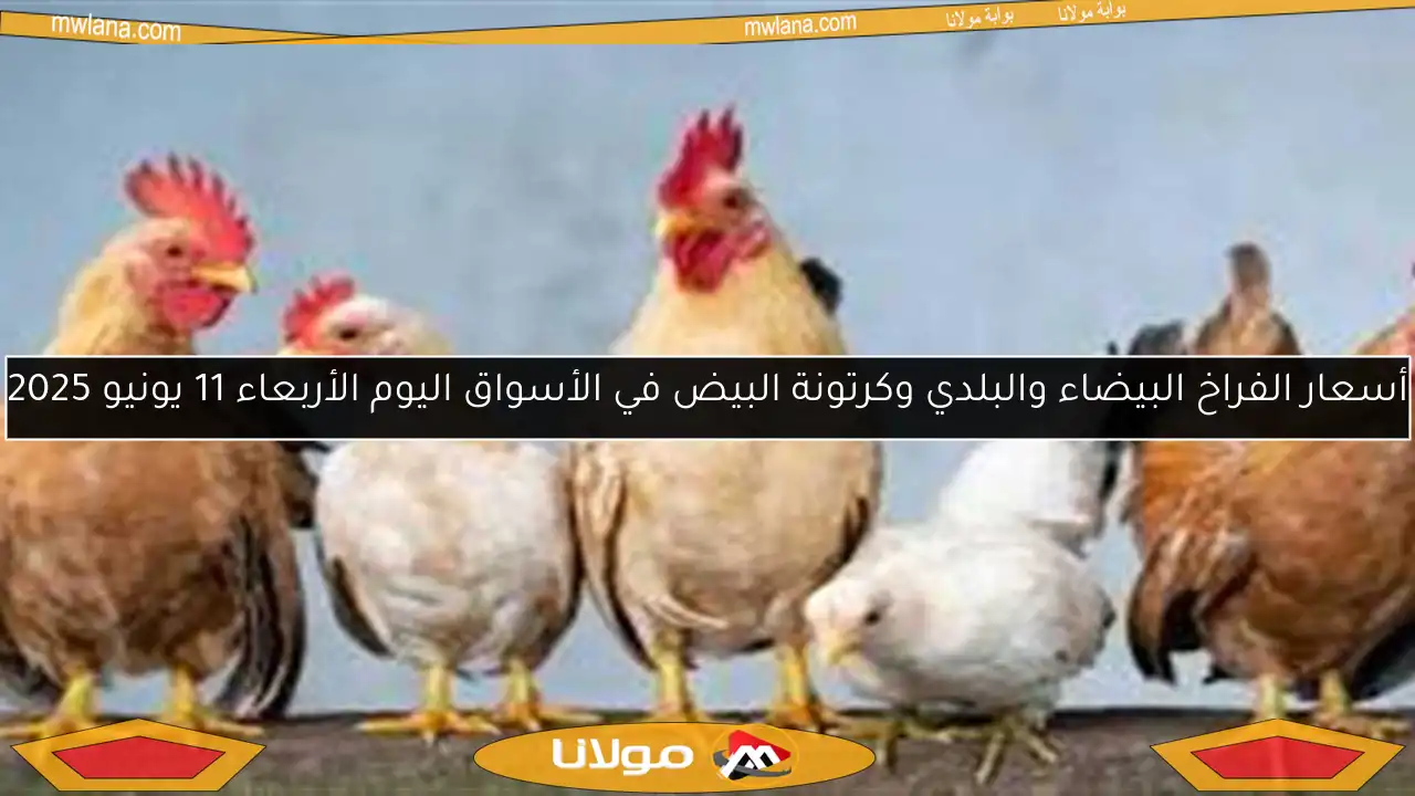 أسعار الفراخ البيضاء والبلدي وكرتونة البيض في الأسواق اليوم الأربعاء 11 يونيو 2025