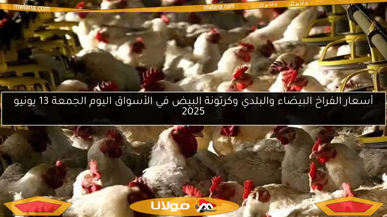 أسعار الفراخ البيضاء والبلدي وكرتونة البيض في الأسواق اليوم الجمعة 13 يونيو 2025