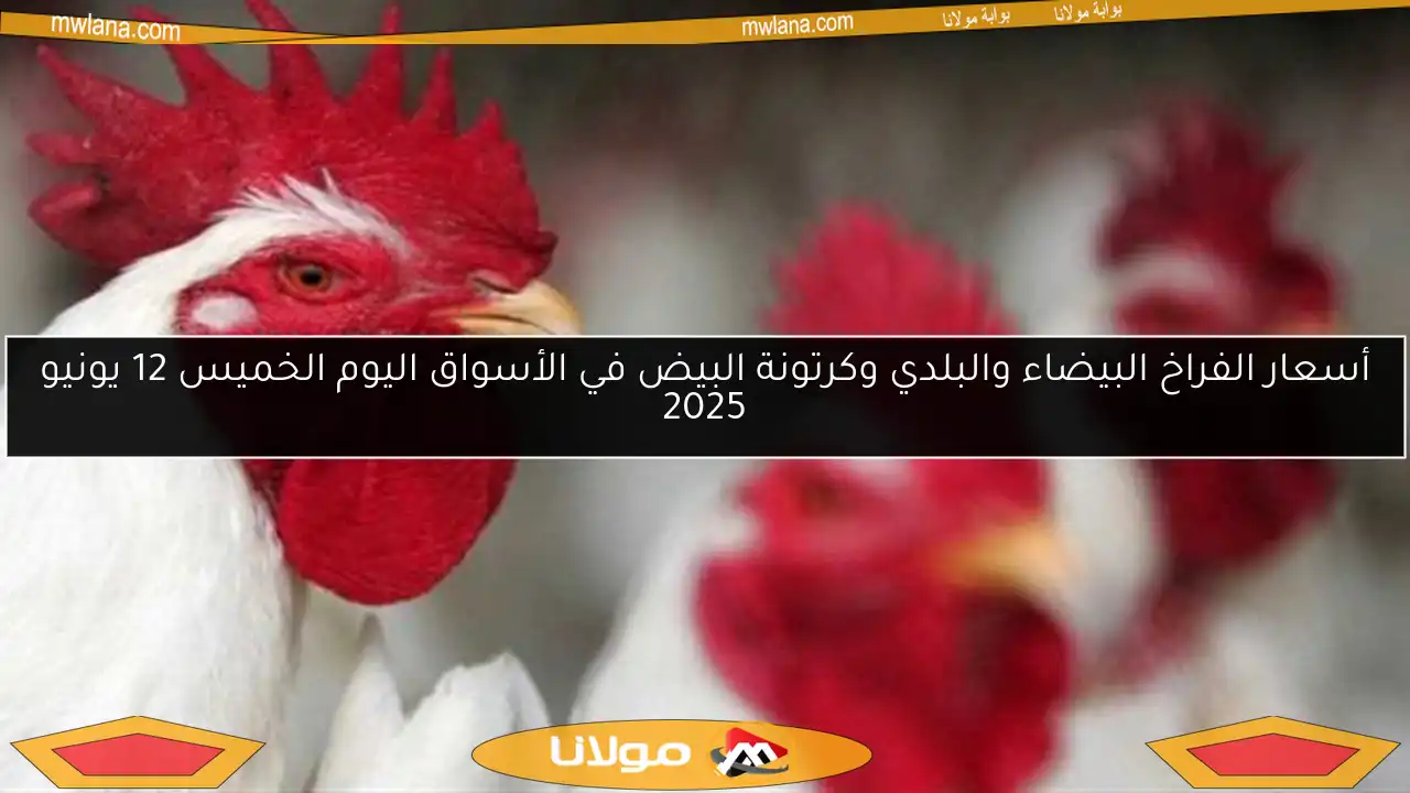 أسعار الفراخ البيضاء والبلدي وكرتونة البيض في الأسواق اليوم الخميس 12 يونيو 2025