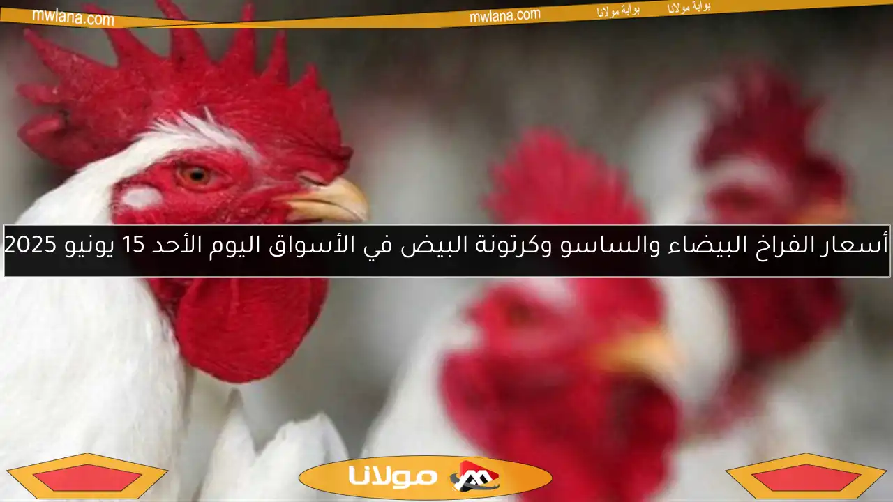 أسعار الفراخ البيضاء والساسو وكرتونة البيض في الأسواق اليوم الأحد 15 يونيو 2025