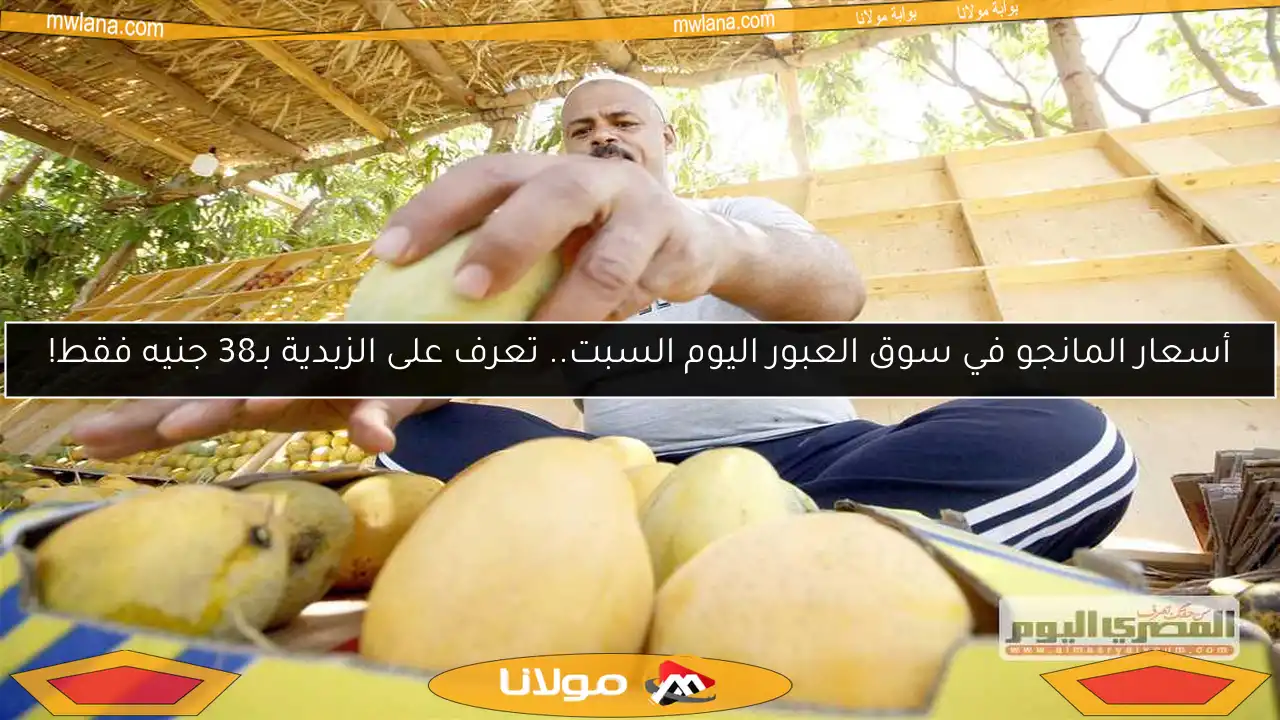 أسعار المانجو في سوق العبور اليوم السبت.. تعرف على الزبدية بـ38 جنيه فقط!
