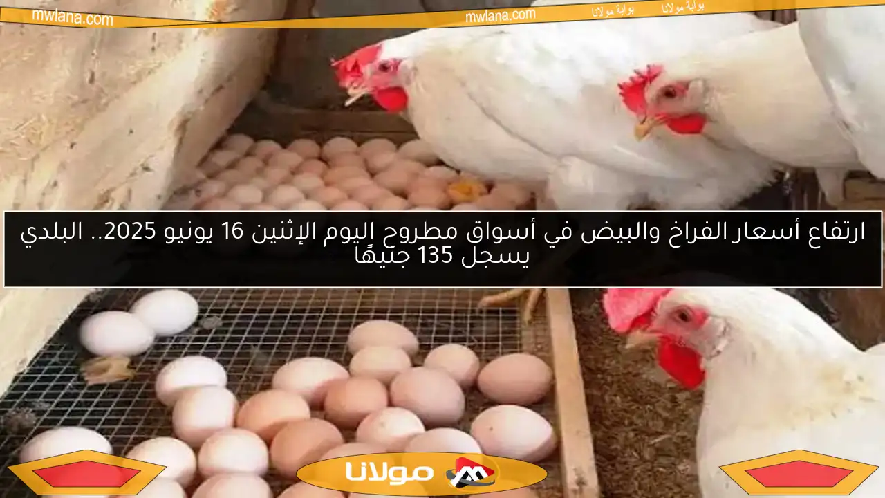 ارتفاع أسعار الفراخ والبيض في أسواق مطروح اليوم الإثنين 16 يونيو 2025.. البلدي يسجل 135 جنيهًا