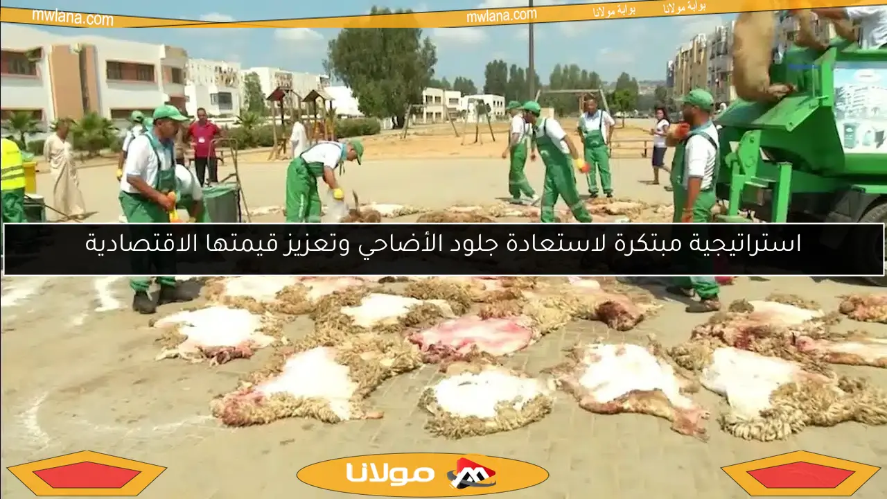 استراتيجية مبتكرة لاستعادة جلود الأضاحي وتعزيز قيمتها الاقتصادية