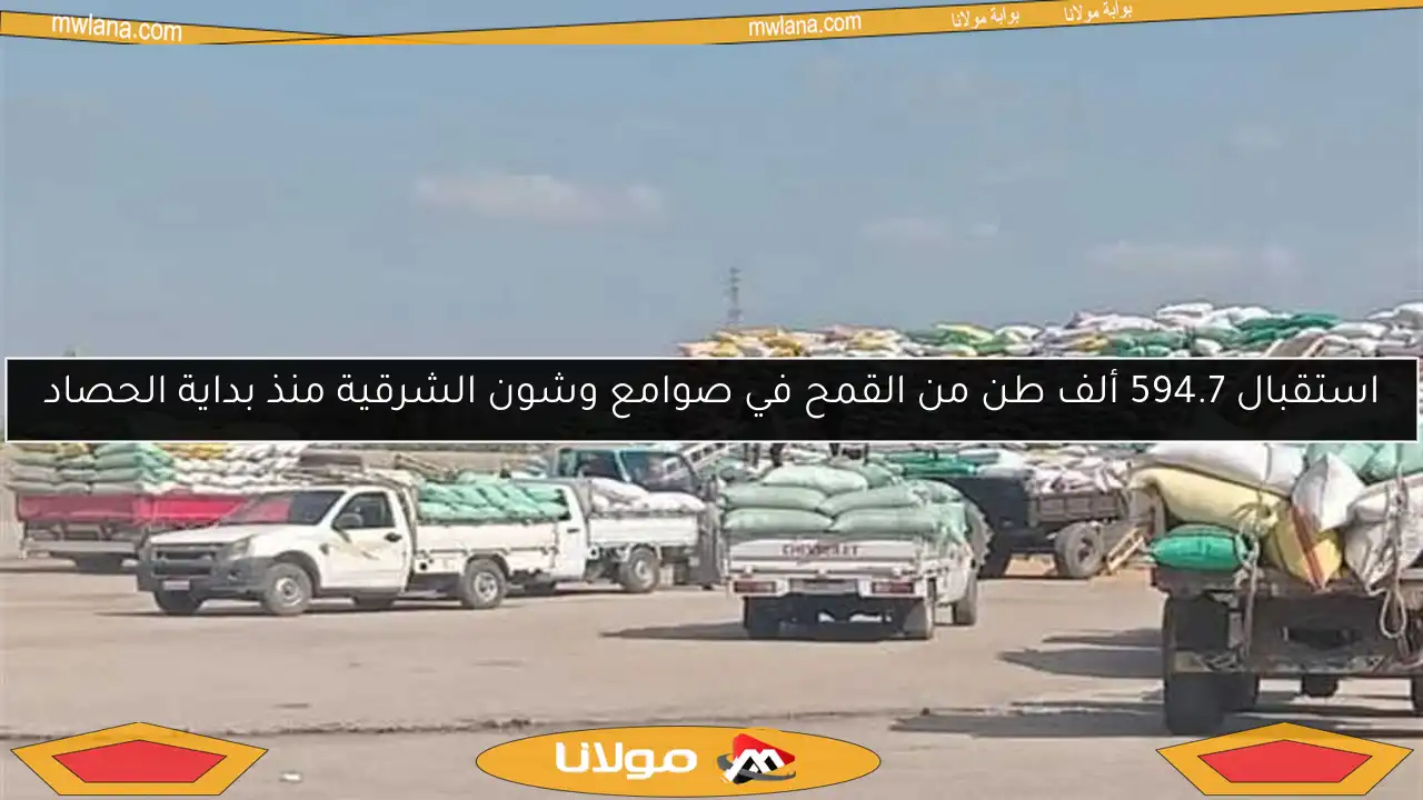 استقبال 594.7 ألف طن من القمح في صوامع وشون الشرقية منذ بداية الحصاد