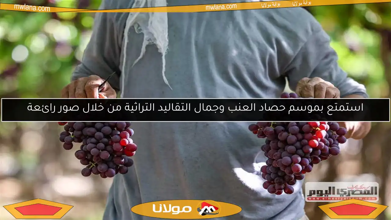 استمتع بموسم حصاد العنب وجمال التقاليد التراثية من خلال صور رائعة
