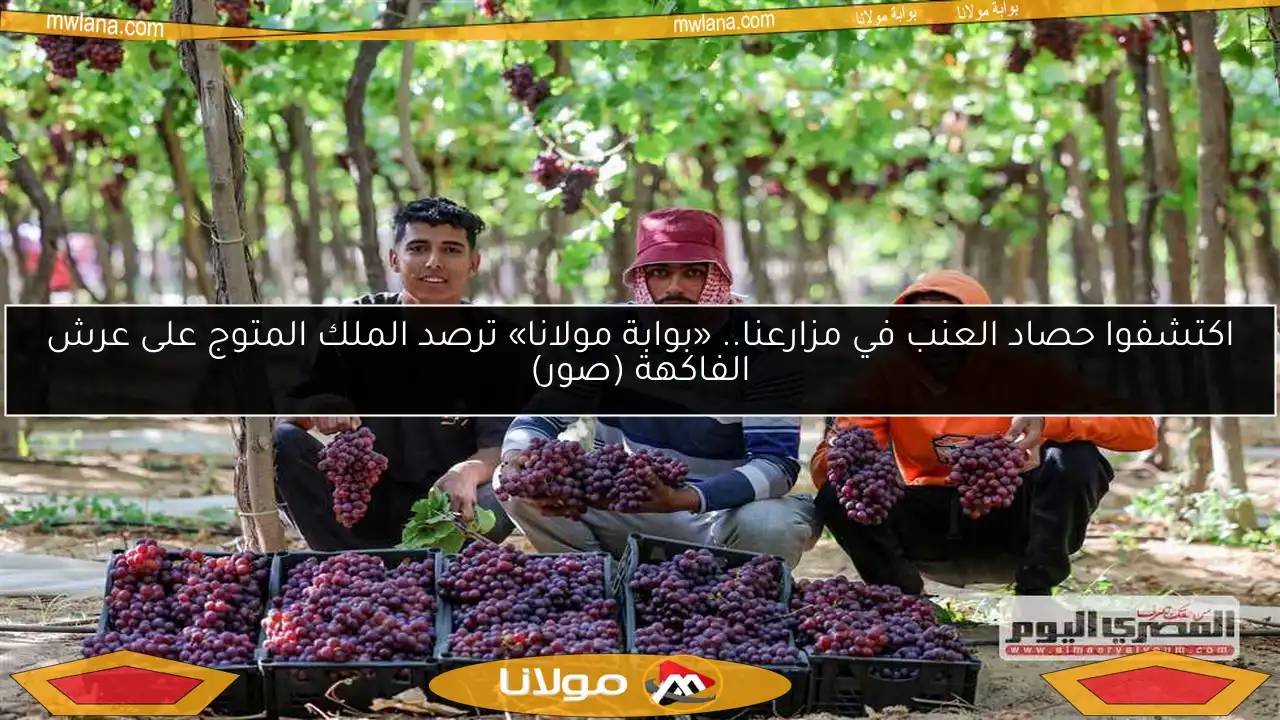 اكتشفوا حصاد العنب في مزارعنا.. «بوابة مولانا» ترصد الملك المتوج على عرش الفاكهة (صور)