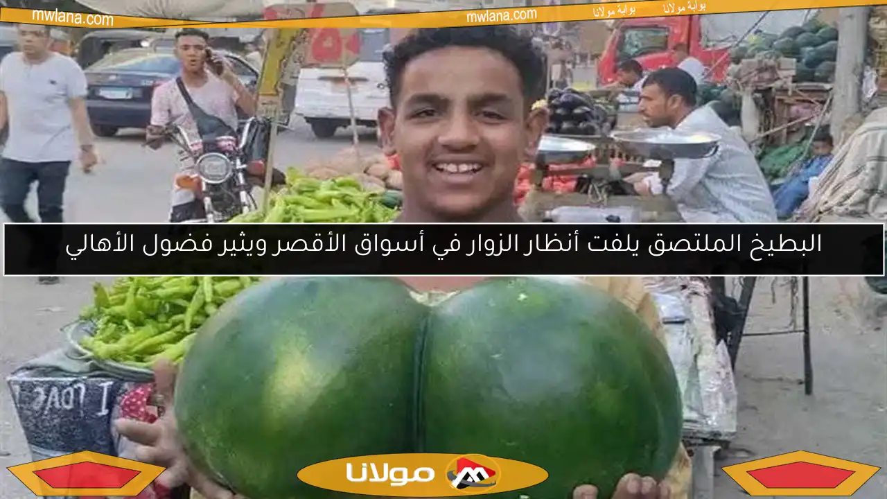 البطيخ الملتصق يلفت أنظار الزوار في أسواق الأقصر ويثير فضول الأهالي