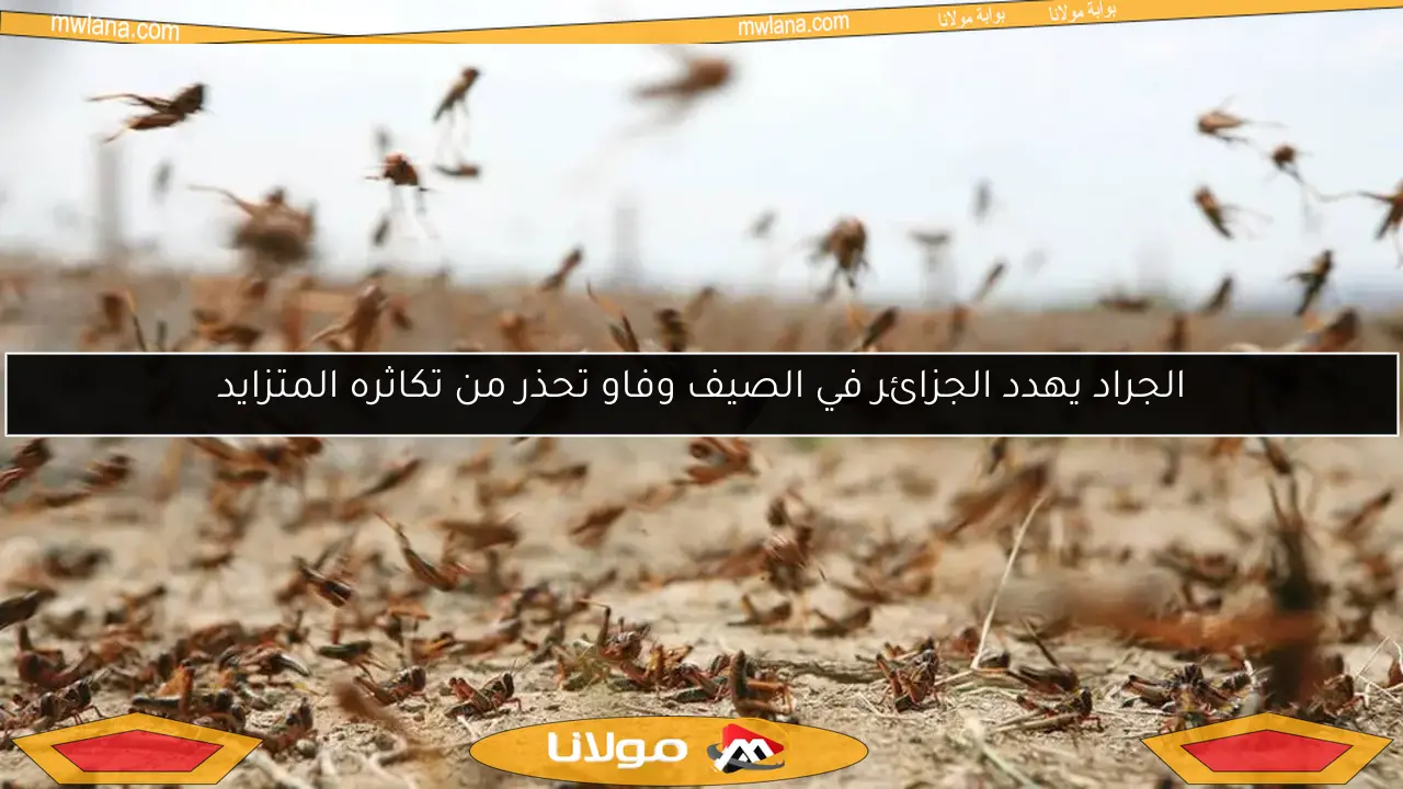 الجراد يهدد الجزائر في الصيف وفاو تحذر من تكاثره المتزايد