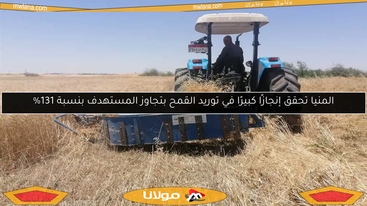 المنيا تحقق إنجازًا كبيرًا في توريد القمح بتجاوز المستهدف بنسبة 131%