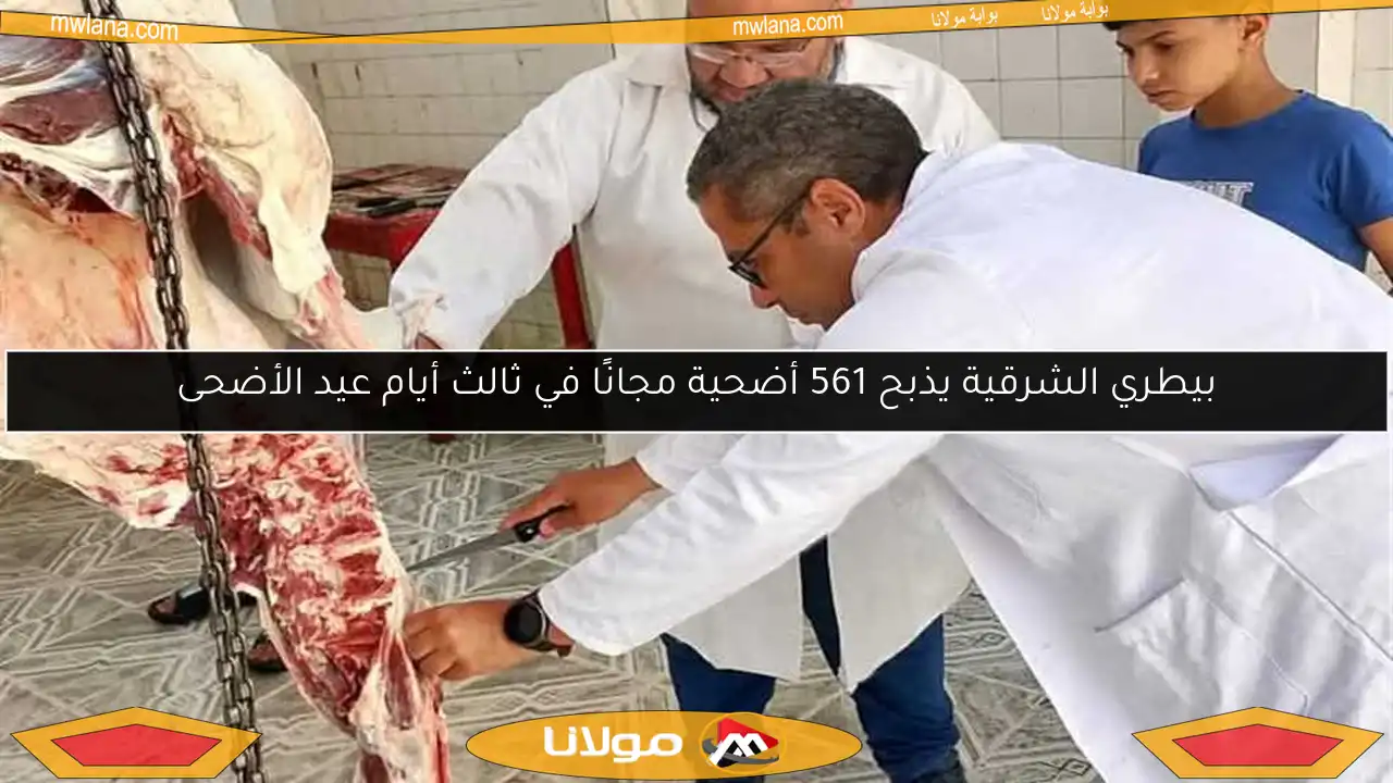 بيطري الشرقية يذبح 561 أضحية مجانًا في ثالث أيام عيد الأضحى