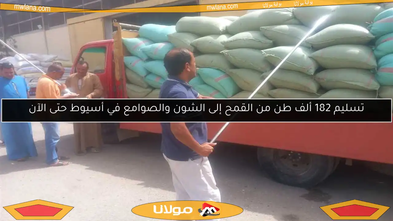 تسليم 182 ألف طن من القمح إلى الشون والصوامع في أسيوط حتى الآن