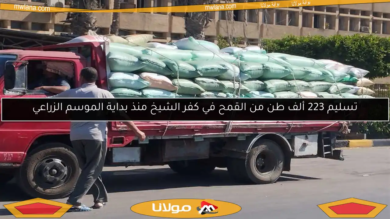 تسليم 223 ألف طن من القمح في كفر الشيخ منذ بداية الموسم الزراعي