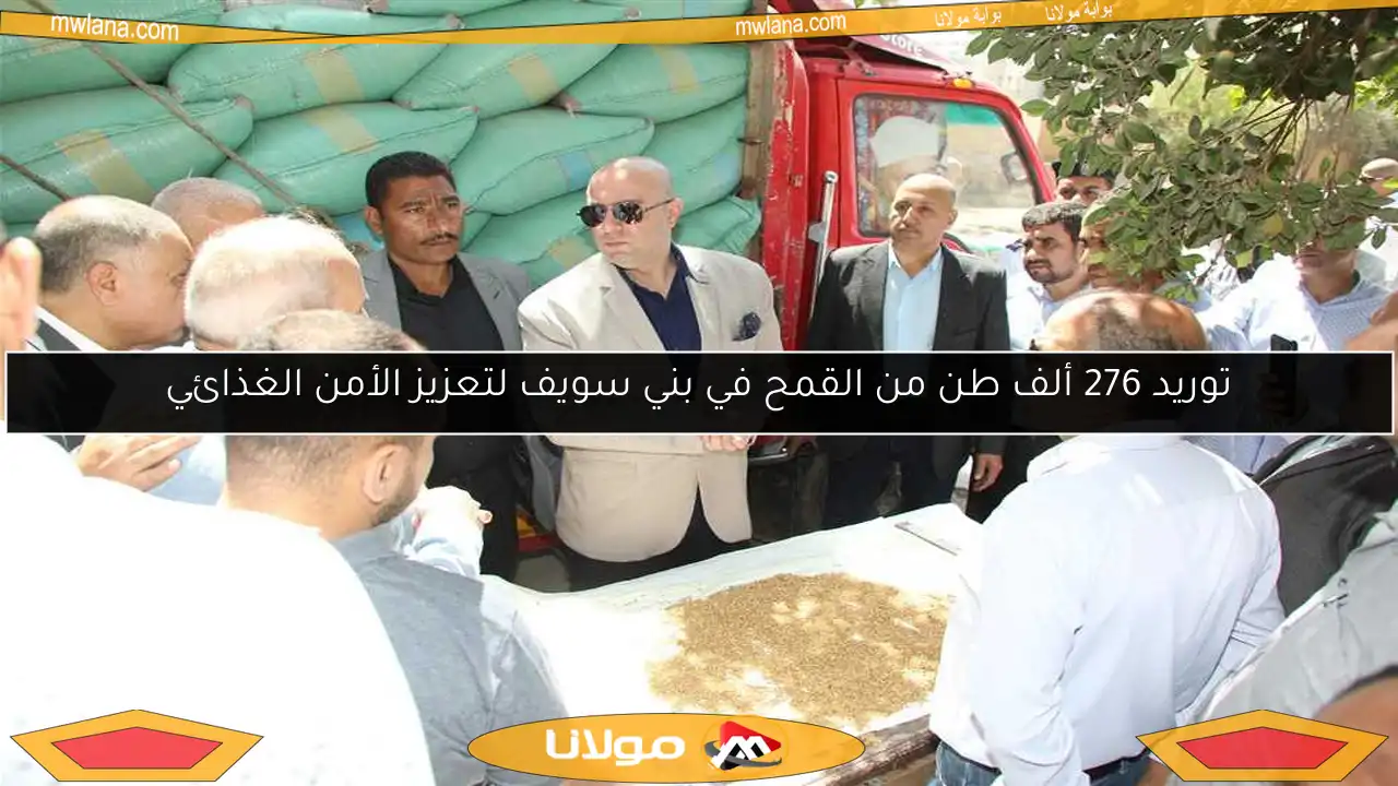 توريد 276 ألف طن من القمح في بني سويف لتعزيز الأمن الغذائي