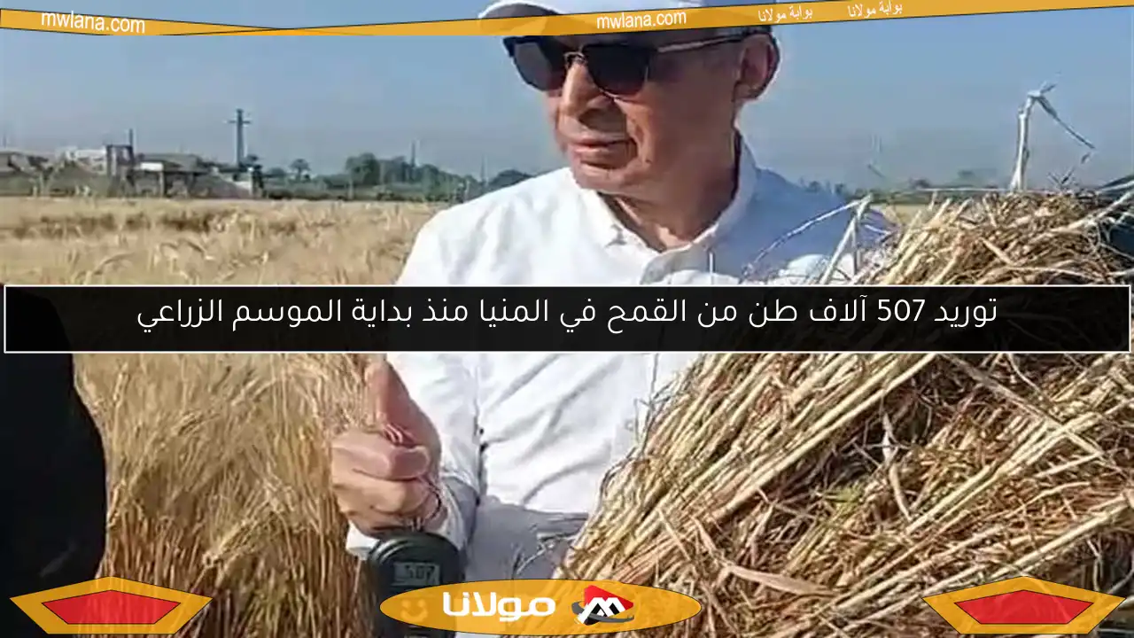 توريد 507 آلاف طن من القمح في المنيا منذ بداية الموسم الزراعي