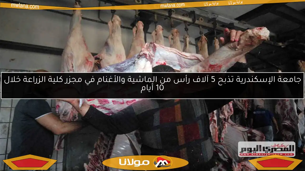 جامعة الإسكندرية تذبح 5 آلاف رأس من الماشية والأغنام في مجزر كلية الزراعة خلال 10 أيام
