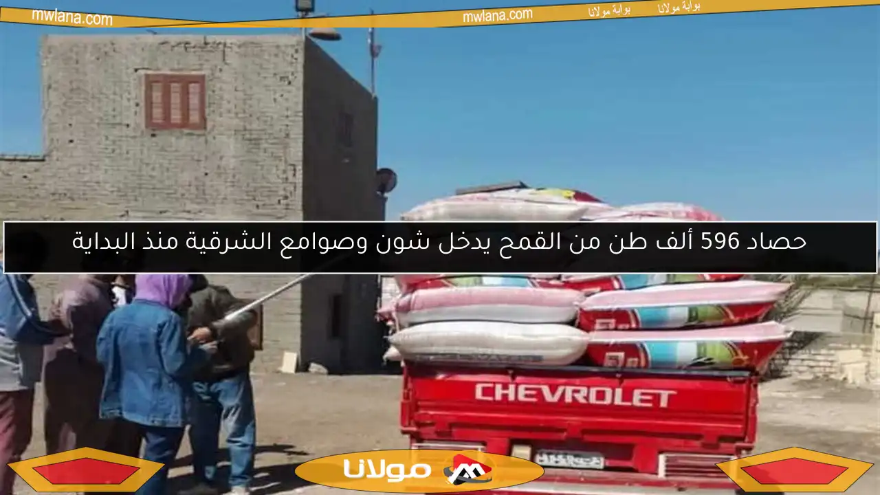 حصاد 596 ألف طن من القمح يدخل شون وصوامع الشرقية منذ البداية