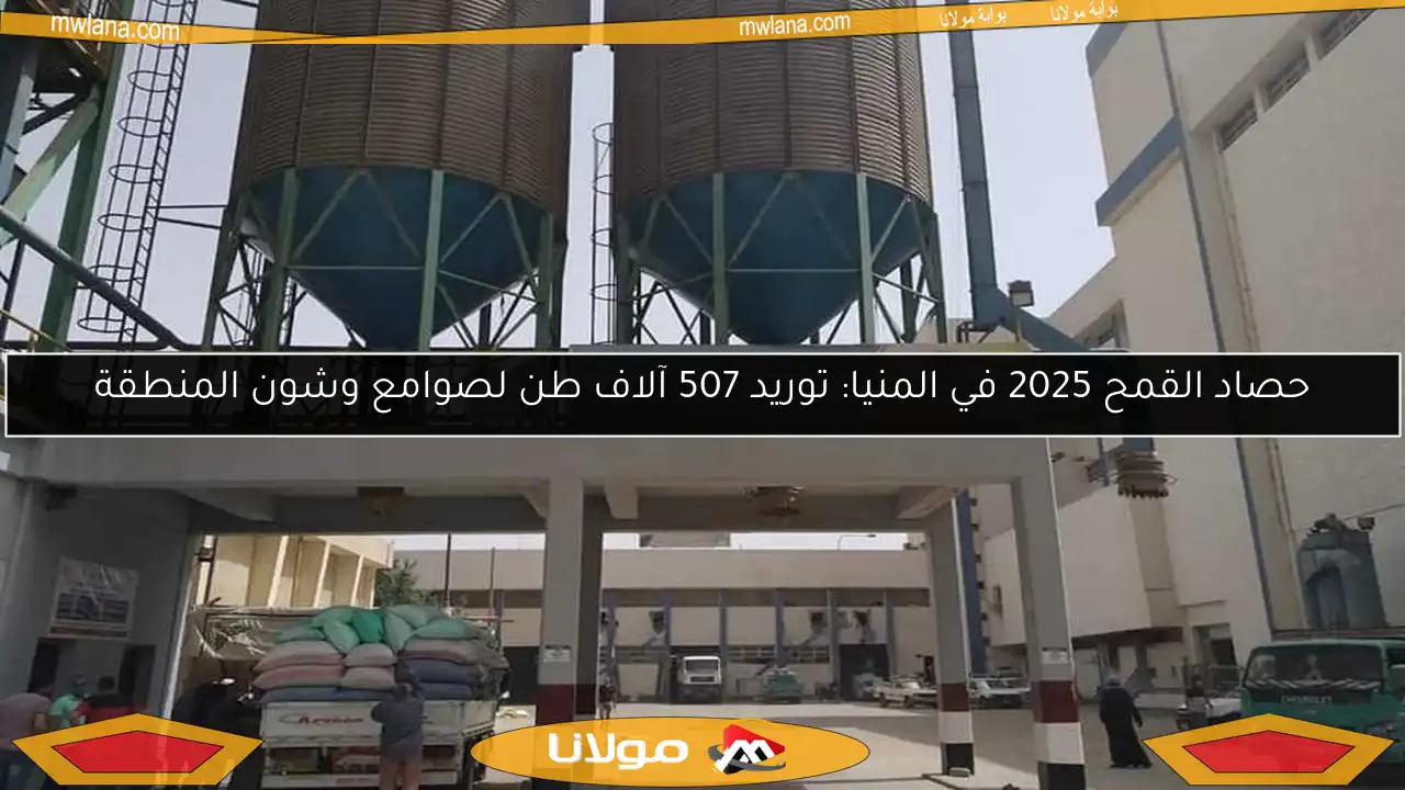 حصاد القمح 2025 في المنيا: توريد 507 آلاف طن لصوامع وشون المنطقة
