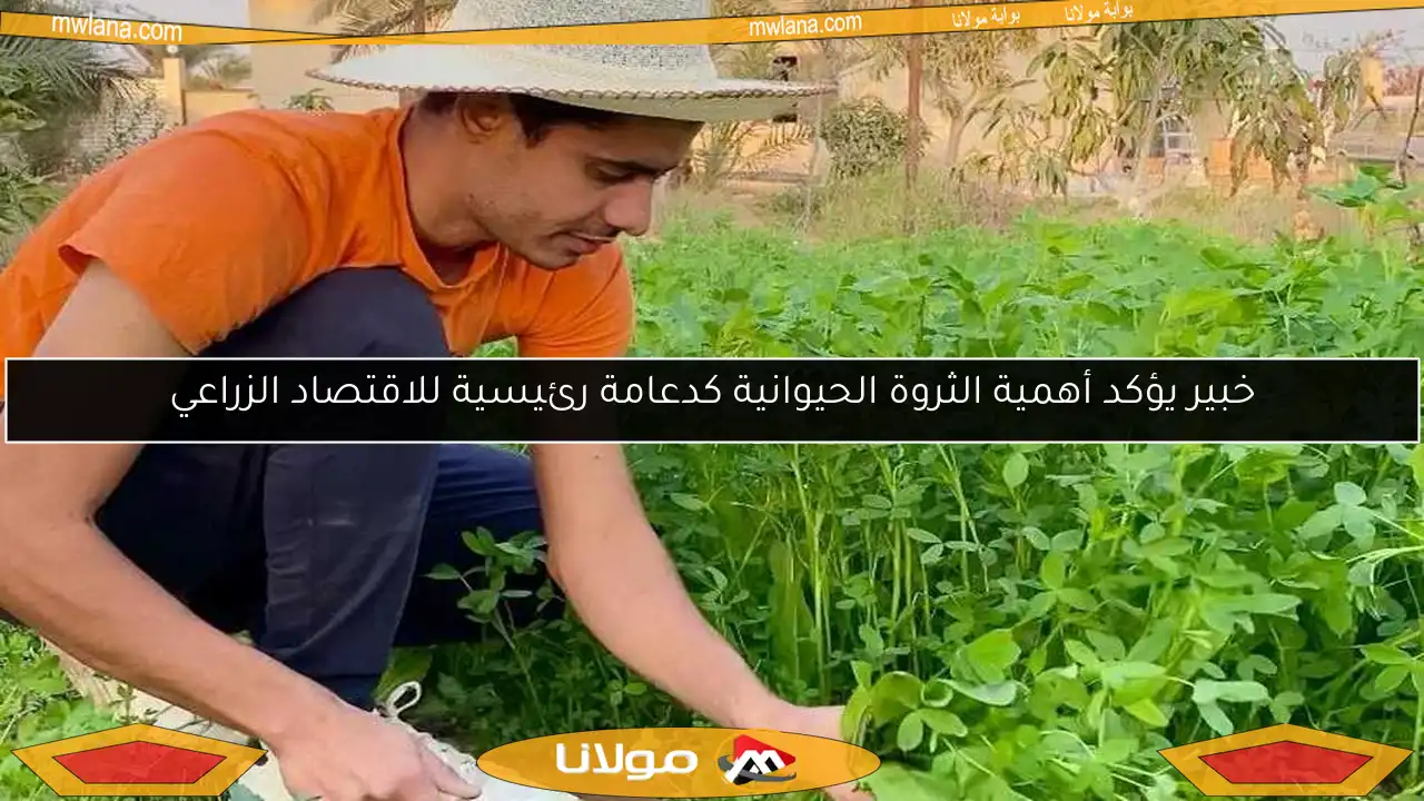 خبير يؤكد أهمية الثروة الحيوانية كدعامة رئيسية للاقتصاد الزراعي