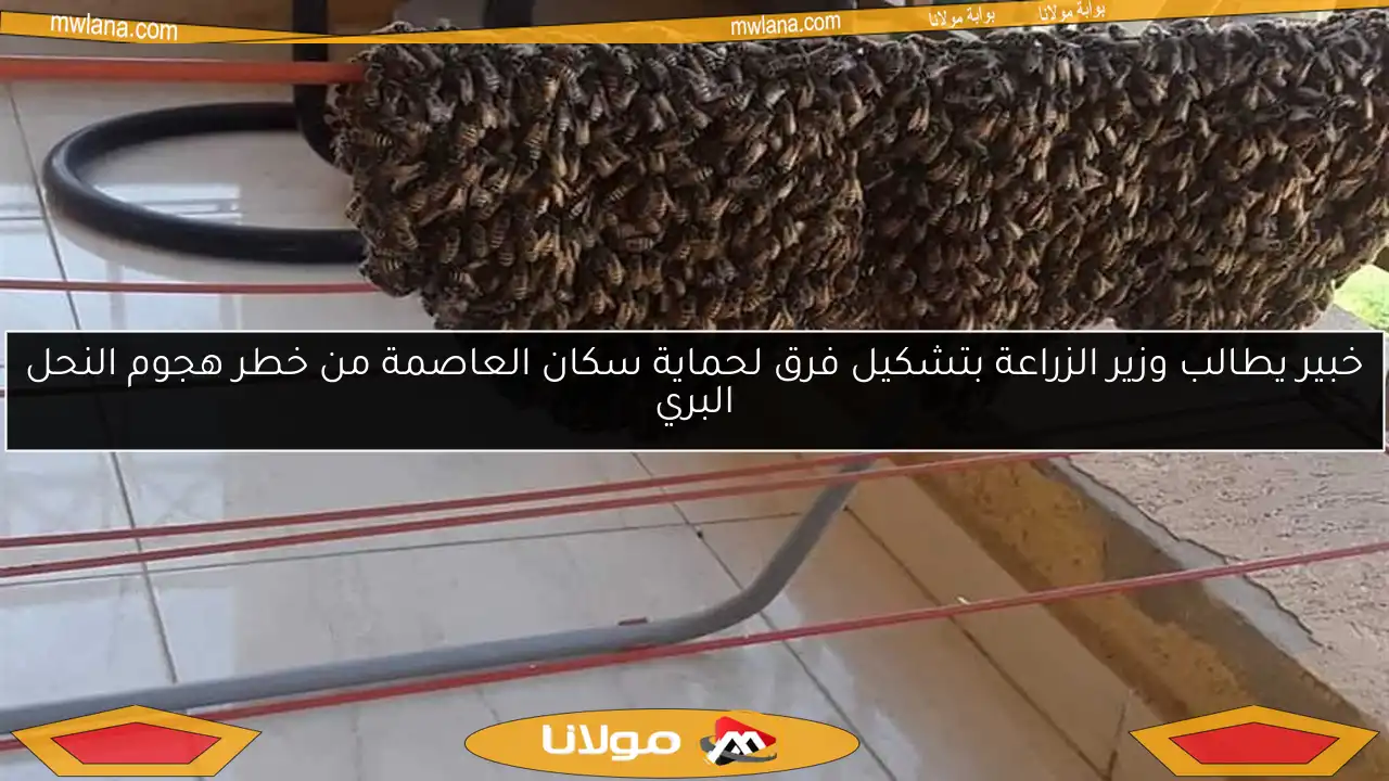 خبير يطالب وزير الزراعة بتشكيل فرق لحماية سكان العاصمة من خطر هجوم النحل البري