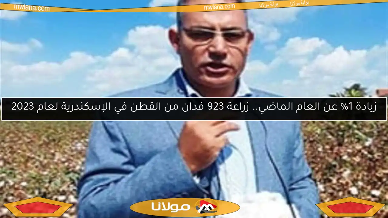 زيادة 1% عن العام الماضي.. زراعة 923 فدان من القطن في الإسكندرية لعام 2023