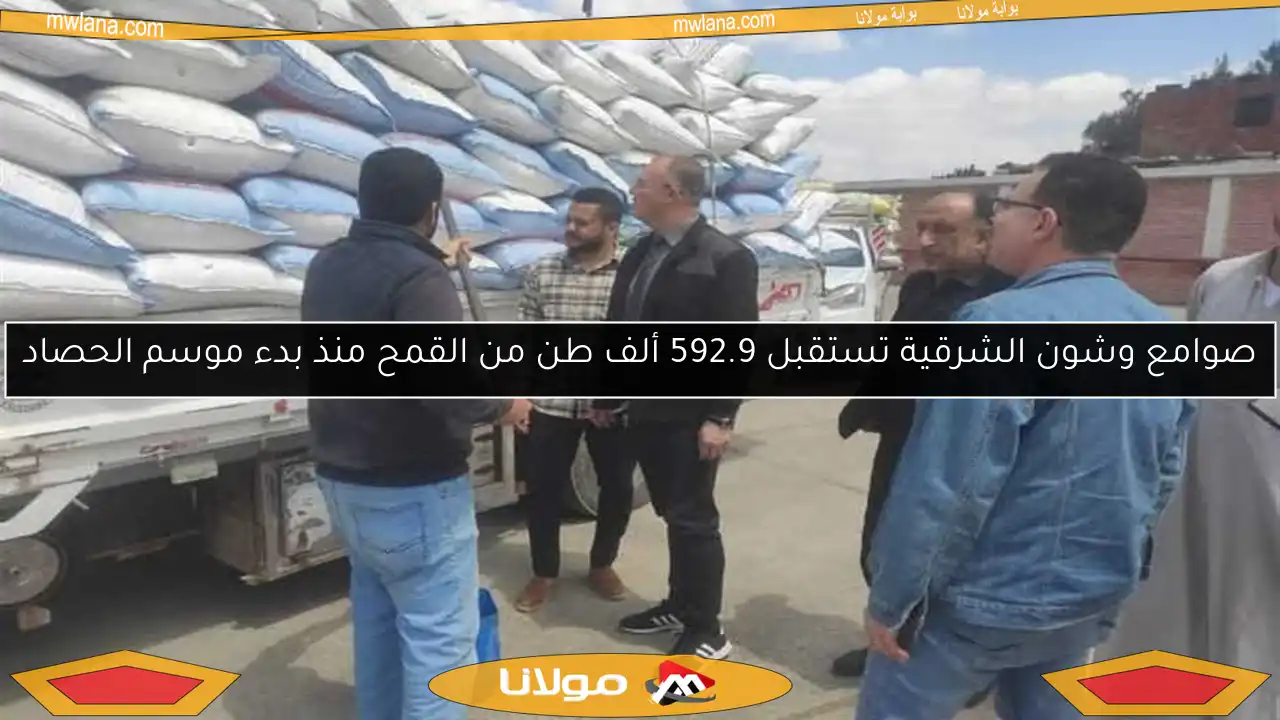 صوامع وشون الشرقية تستقبل 592.9 ألف طن من القمح منذ بدء موسم الحصاد