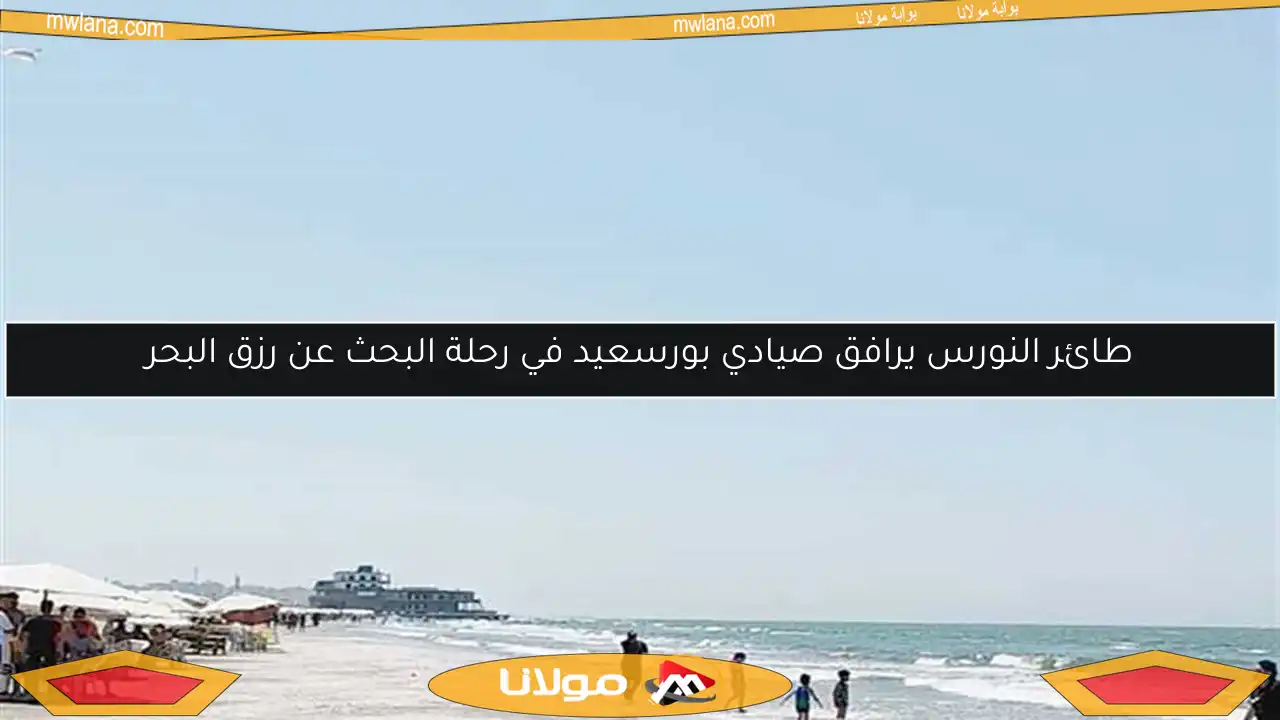 طائر النورس يرافق صيادي بورسعيد في رحلة البحث عن رزق البحر