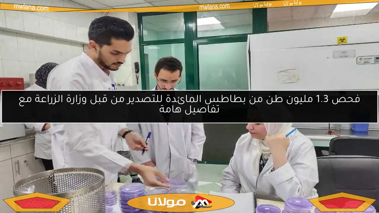 فحص 1.3 مليون طن من بطاطس المائدة للتصدير من قبل وزارة الزراعة مع تفاصيل هامة