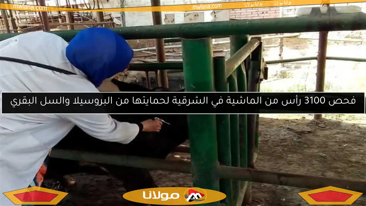 فحص 3100 رأس من الماشية في الشرقية لحمايتها من البروسيلا والسل البقري
