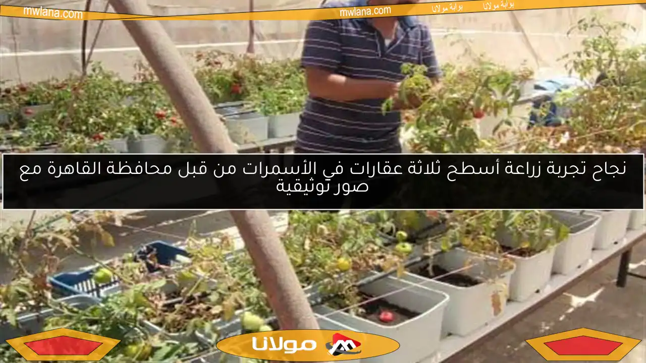 نجاح تجربة زراعة أسطح ثلاثة عقارات في الأسمرات من قبل محافظة القاهرة مع صور توثيقية